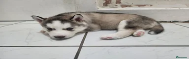 Siberian Husky 3