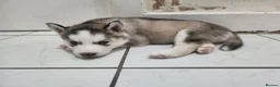Siberian Husky dogs for sale: ​🐾STUNNING Siberian Husky Puppies💎Blue eyes🐾🐾 - Advert 13