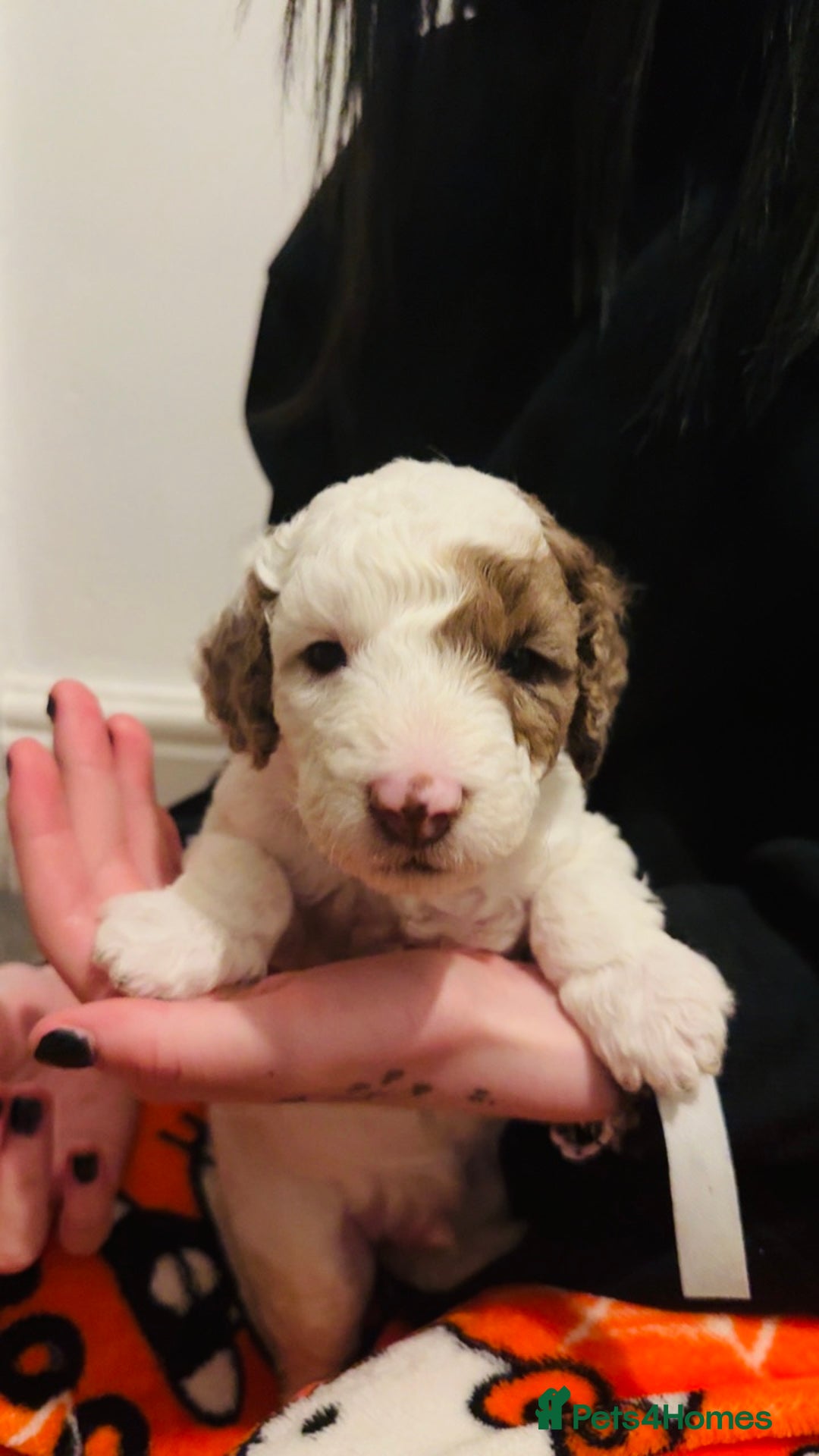 Labradoodle dogs for sale: Beautiful unique mini labradoodles with rare coats - Image 6