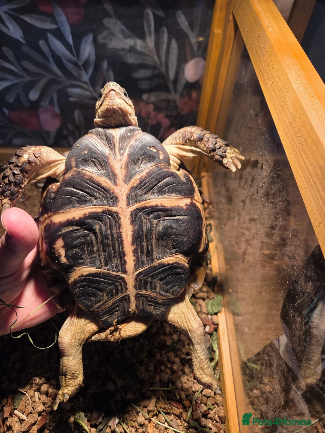 Tortoise reptiles for sale: Russian Tortoise in Wallasey - Advert 2