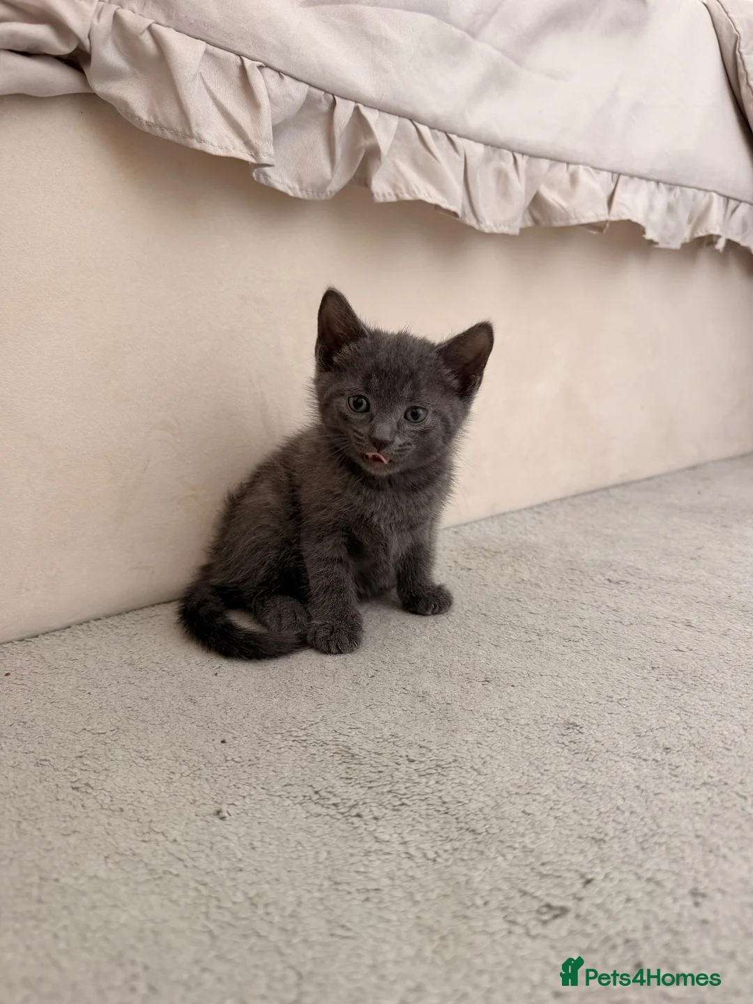 Mixed Breed cats for sale: Beautiful little boy kitten x in Wednesbury - Advert 5