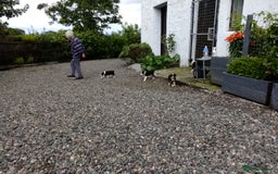 Border Collie dogs for sale: Border Collie Pups  - Image 9