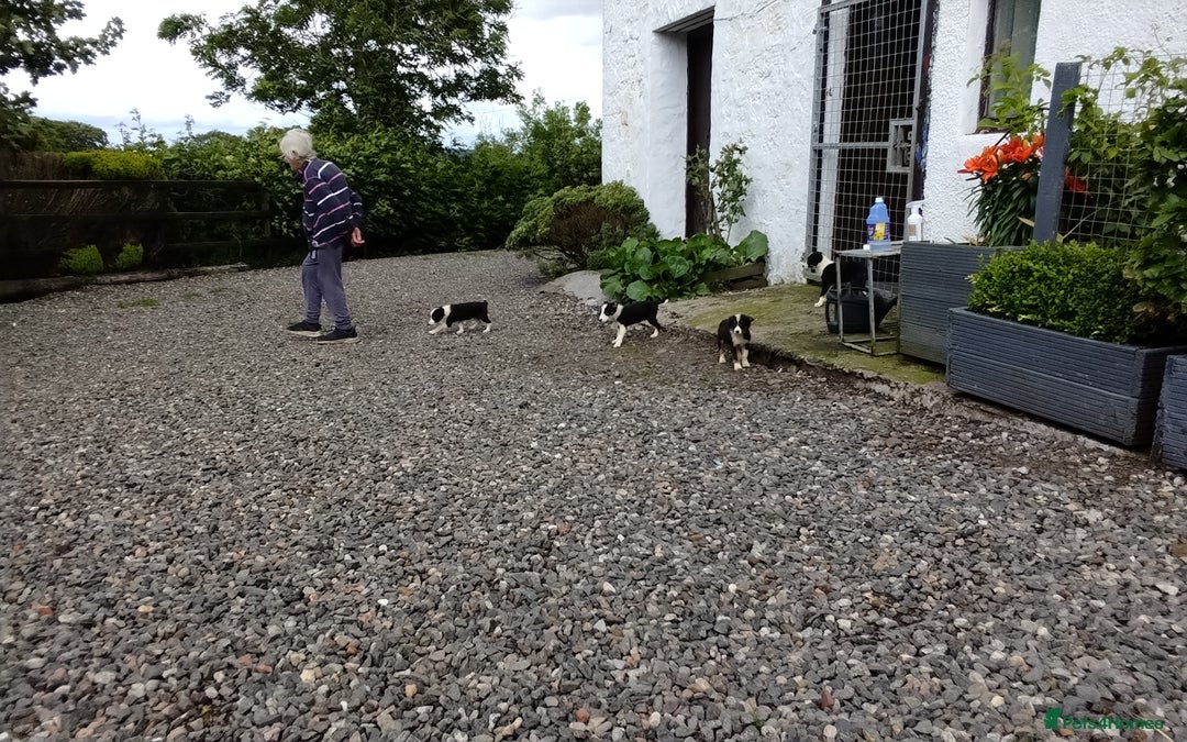 Border Collie dogs for sale: Border Collie Pups  - Image 9