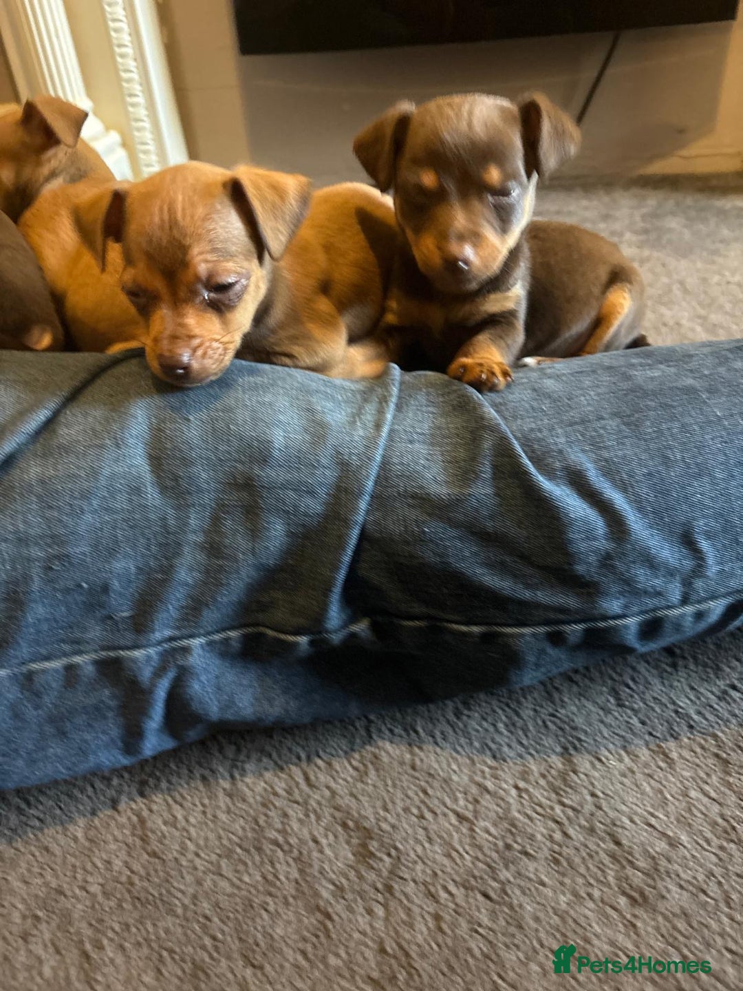 Jack Russell dogs for sale: Beautiful miniature jack russell puppies  - Image 23
