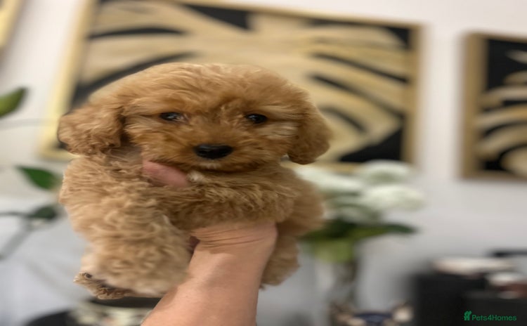 Cockapoo dogs - Advert 11