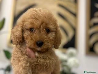 Cockapoo dogs - Advert 13