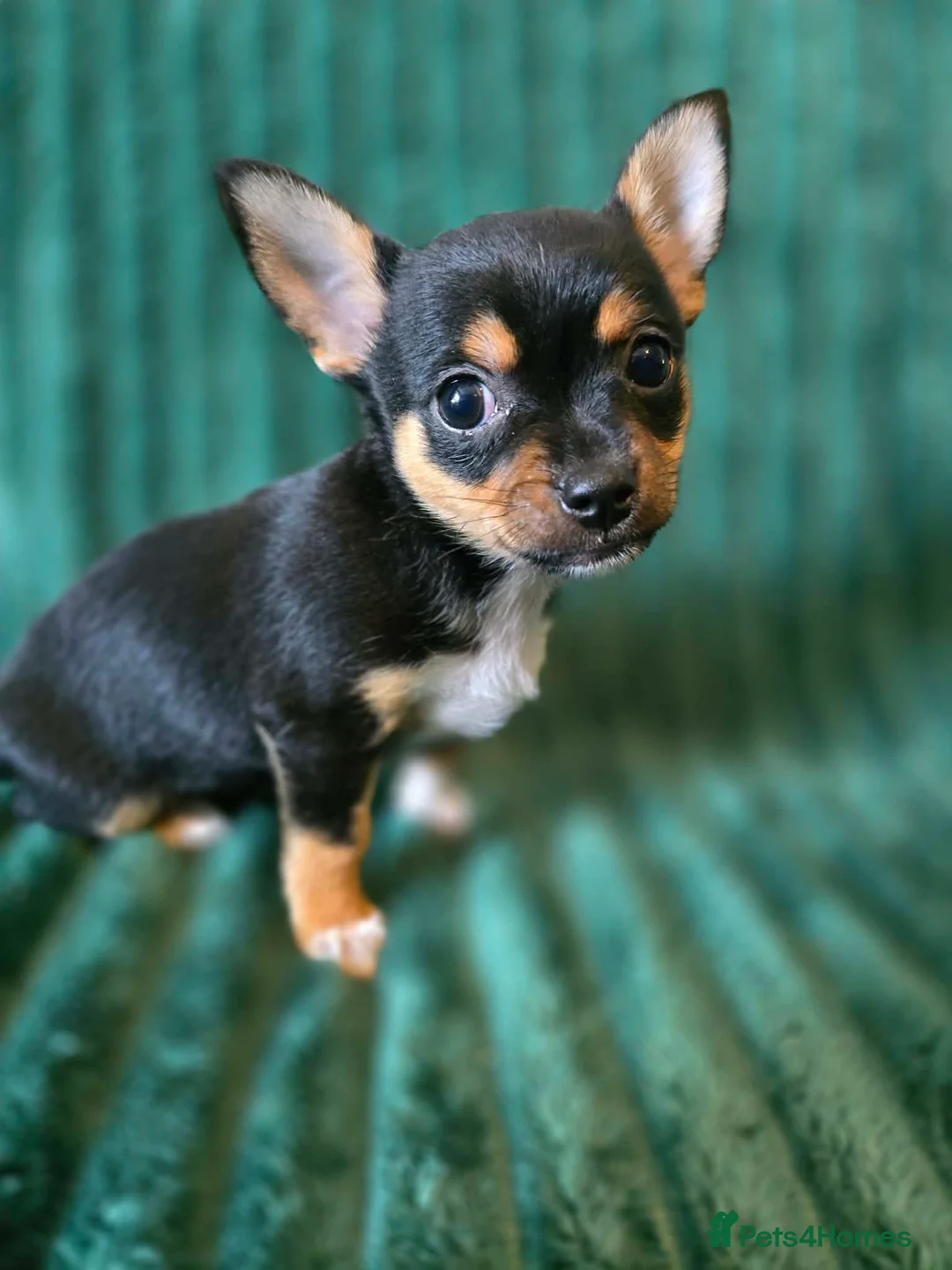 Chihuahua dogs for sale: Little Chihuahua Boy Looking for his forever home. - Advert 1