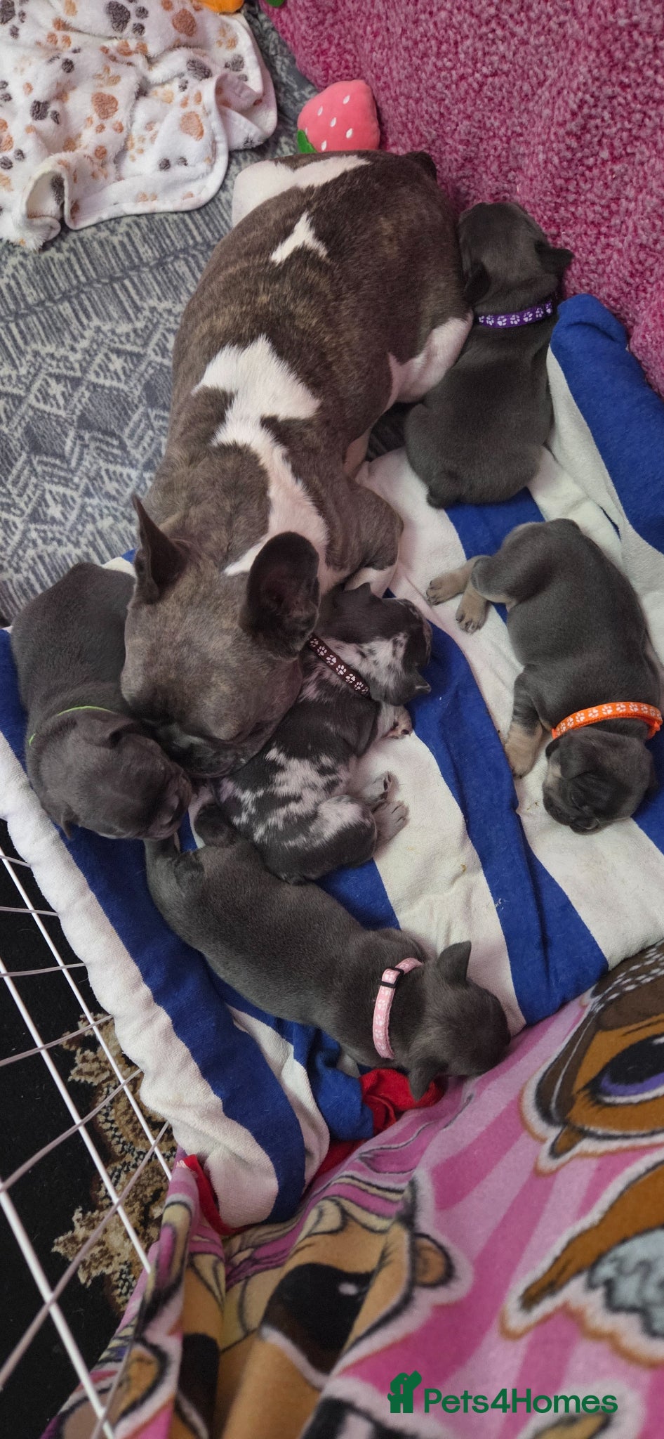 French Bulldog dogs for sale: French bulldogs - Advert 10