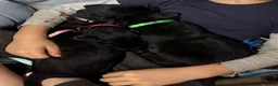 Labrador Retriever dogs for sale: Beautiful black lab puppies from strong kc lines - Advert 3