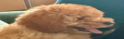 Cavapoochon dogs for sale: Gorgeous Apricot Cavapoochon Girl - Advert 2