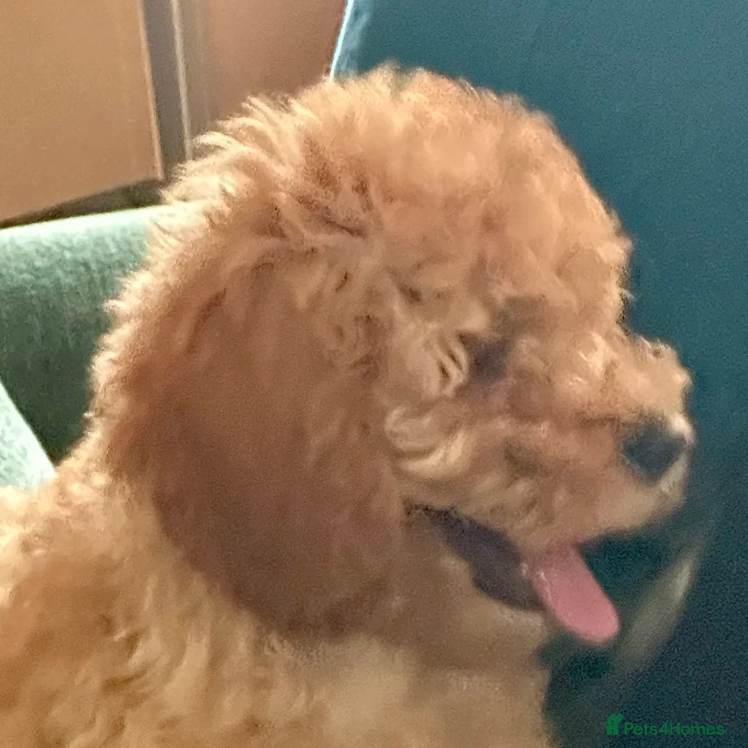 Cavapoochon dogs for sale: Gorgeous Apricot Cavapoochon Girl - Advert 2