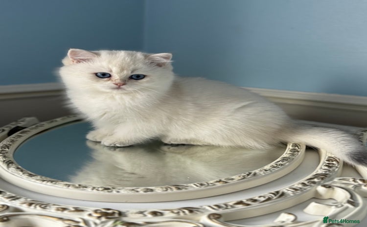 British Shorthair cats Only one BSH Snowwhite girl with blue eyes left 🌟 - Advert 11