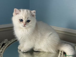 British Shorthair cats Only one BSH Snowwhite girl with blue eyes left 🌟 - Advert 18