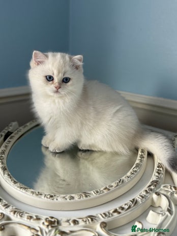 British Shorthair cats Only one BSH Snowwhite girl with blue eyes left 🌟 - Advert 11