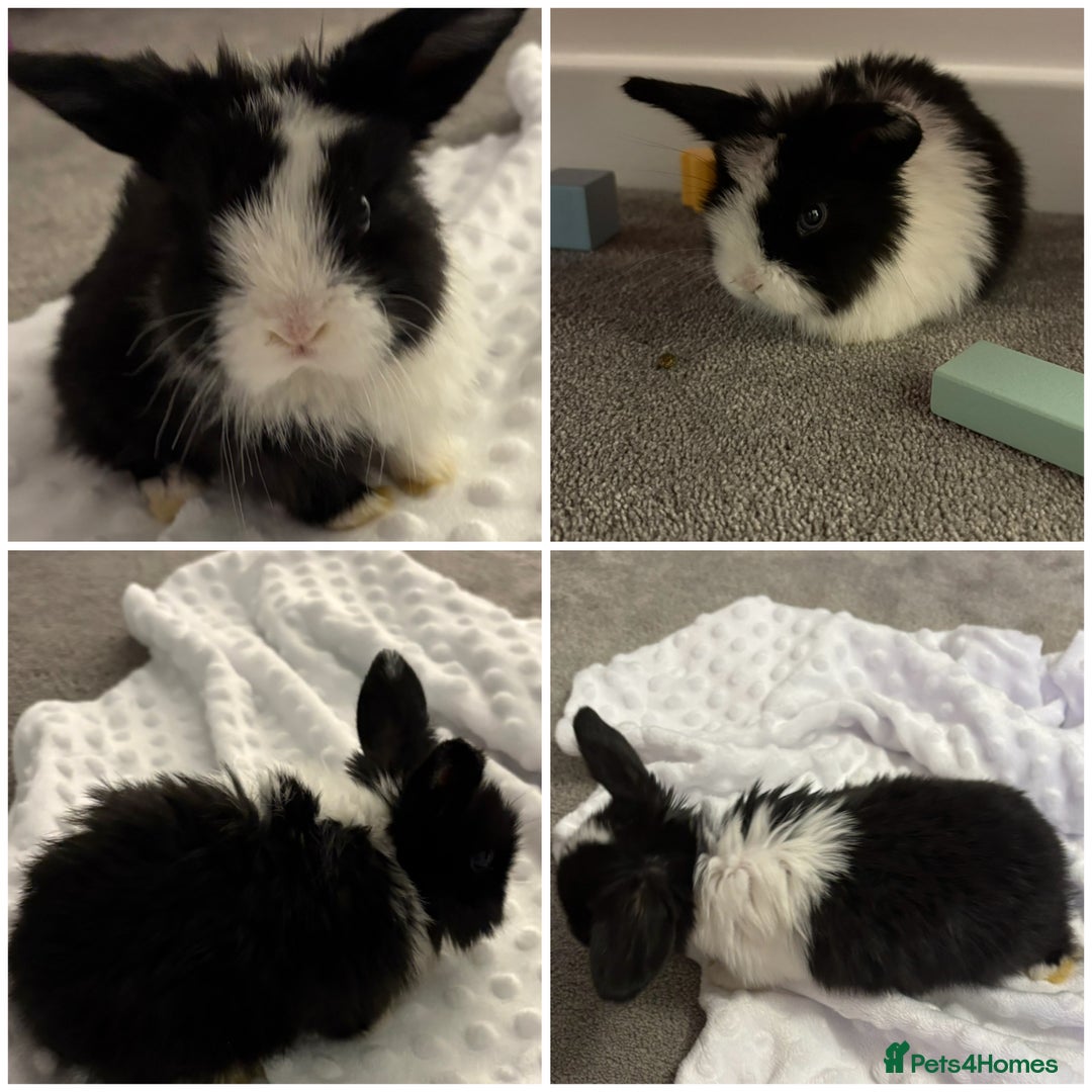 Mini Lop rabbits for sale: Mini Lop bunnies  - Advert 2