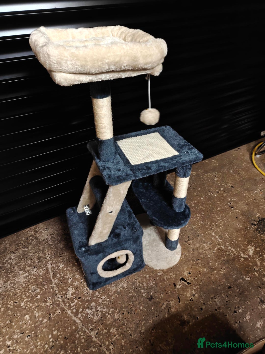 Oriental cats for sale: Handsome Loving Oriental Shorthair Boy Lilac-Grey - Advert 9