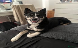 Pomsky dogs for sale: Nala the Pomsky🖤 - Image 6