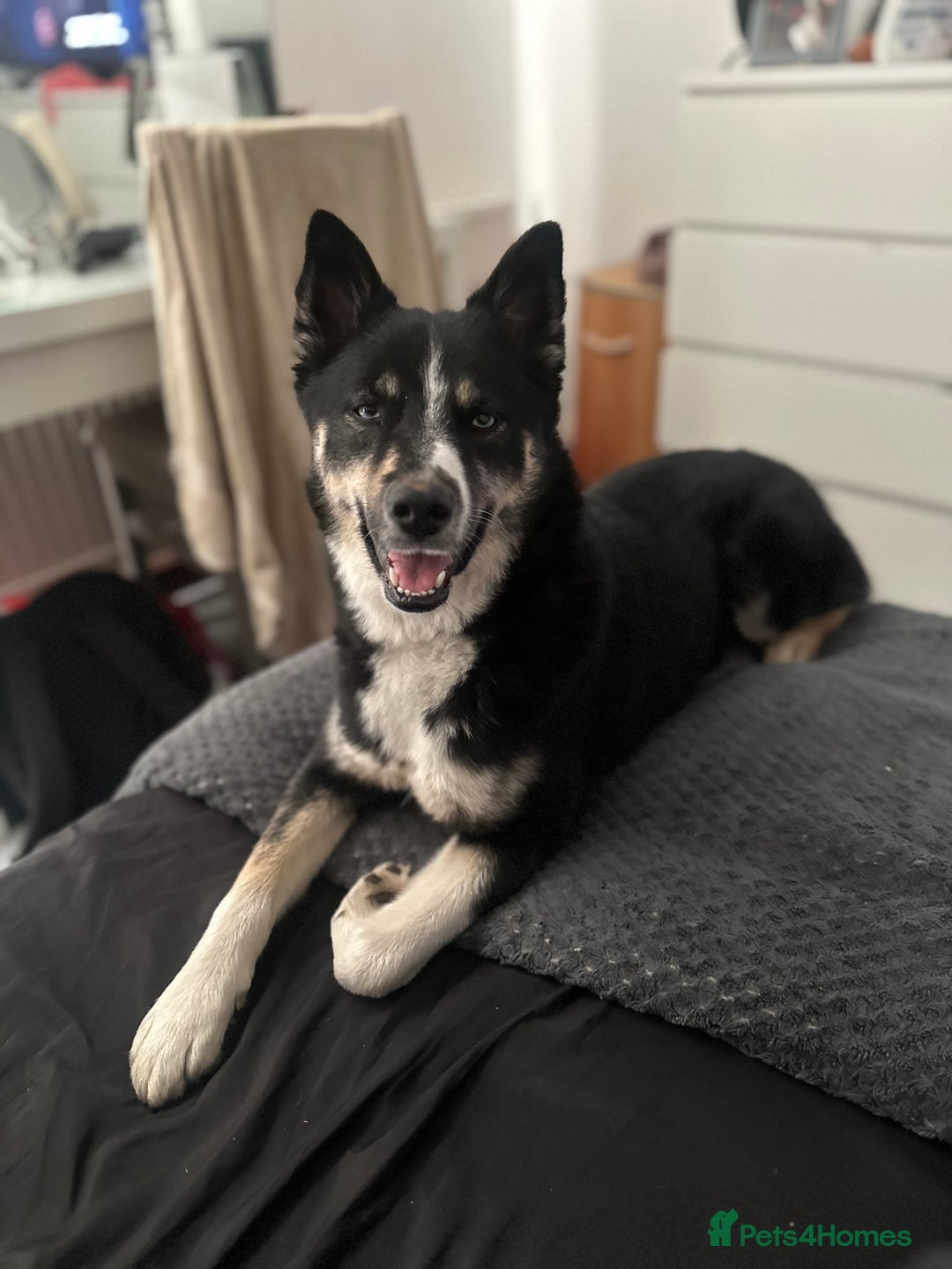 Pomsky dogs for sale: Nala the Pomsky🖤 - Image 6