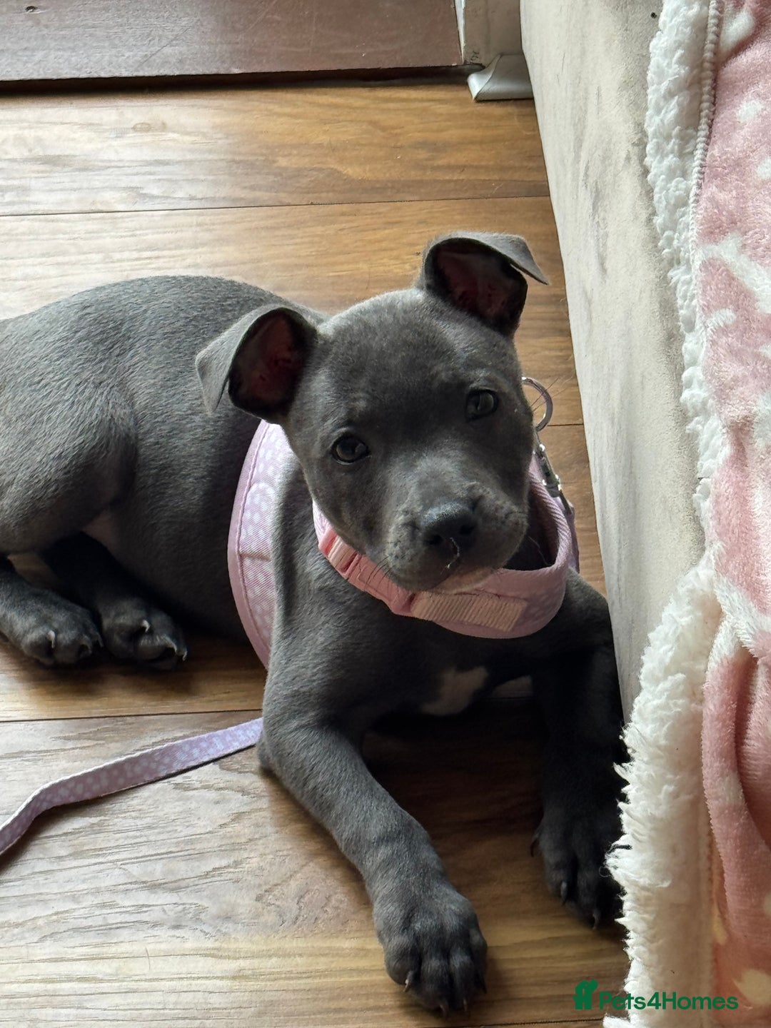 Staffordshire Bull Terrier dogs for sale: Blue Staffordshire Bullterrier  - Image 6