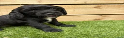 Sprocker dogs for sale: Beautiful Sprocker Puppies Seeking Forever Homes in Hengoed - Advert 6