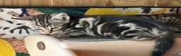 Bengal cats for sale: Bengal beautiful  - Advert 10