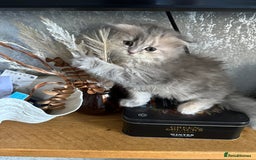 Scottish Fold cats for sale: Scottish Long hair  - Image 5