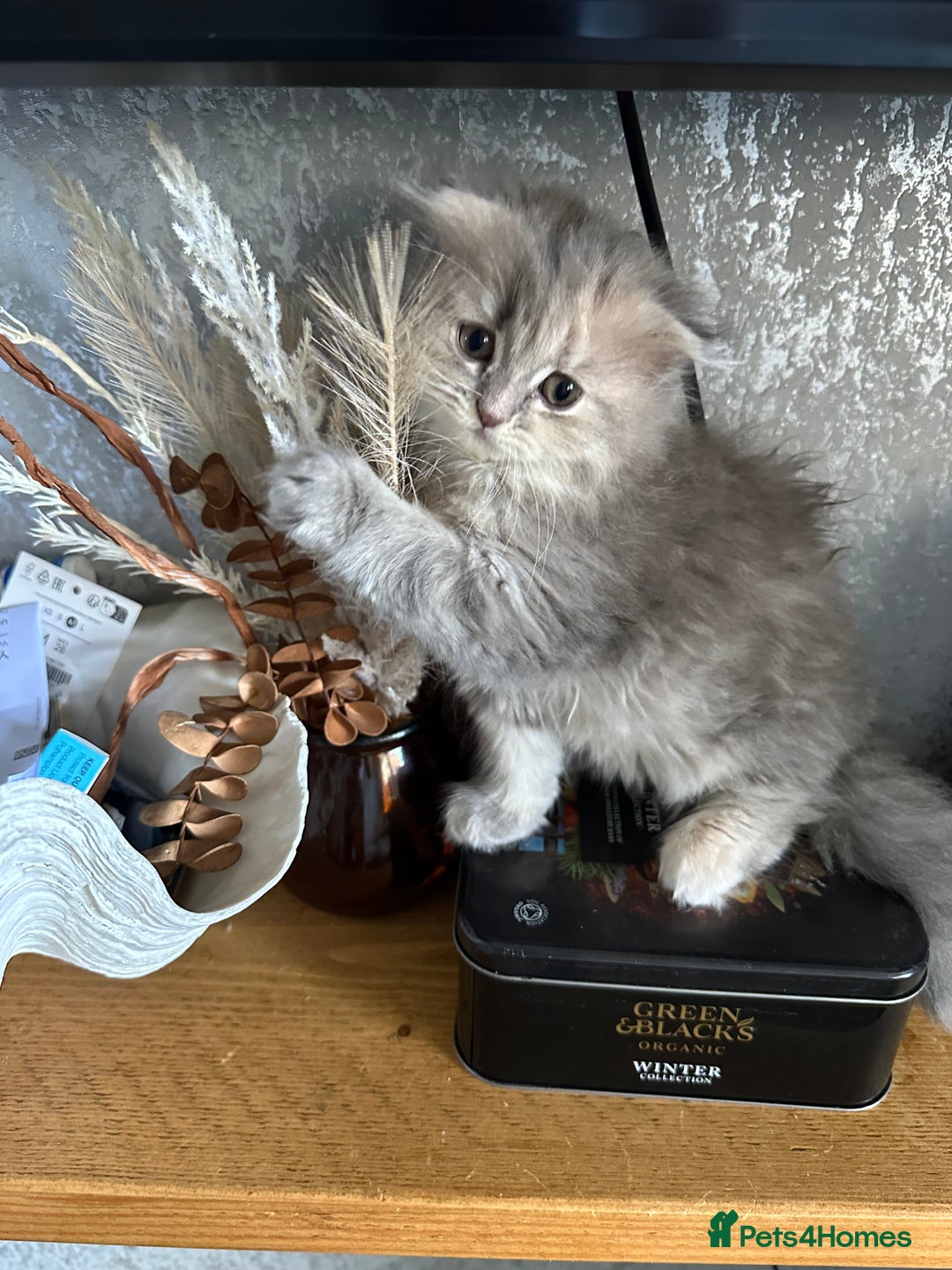 Scottish Fold cats for sale: Scottish Long hair  - Image 5