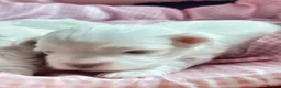 Maltese dogs for sale: 🐾💕 ADORABLE TINY PURE MALTESE - RESERVE NOW!  - Advert 9