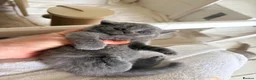 British Shorthair cats for sale: Beautiful British Shorthair kittens - London based - Advert 23