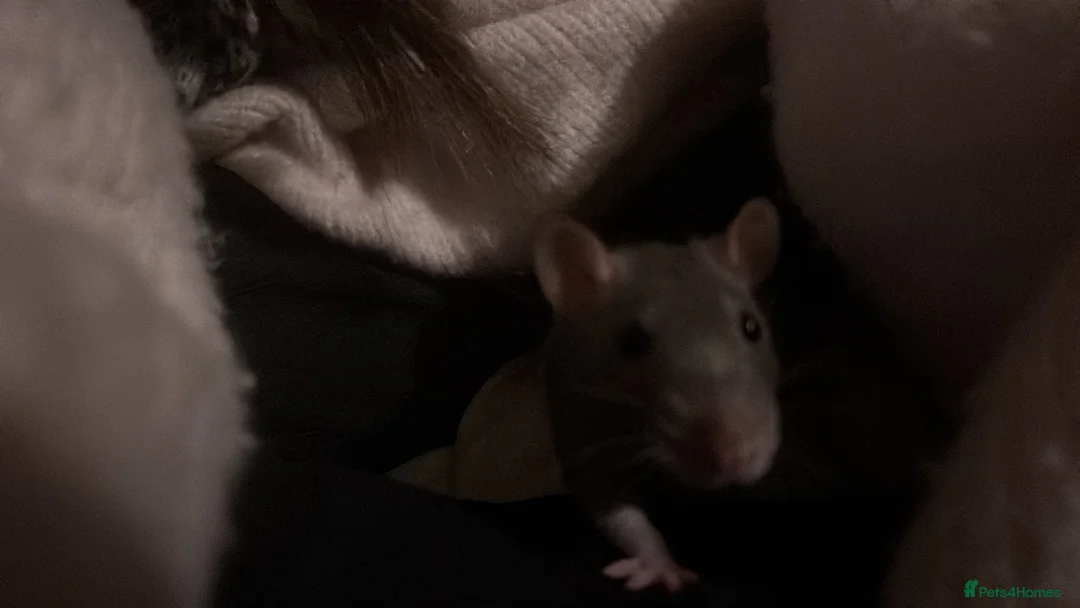 Rat rodents for sale: 2 FEMALE FANCY RATS - Advert 2