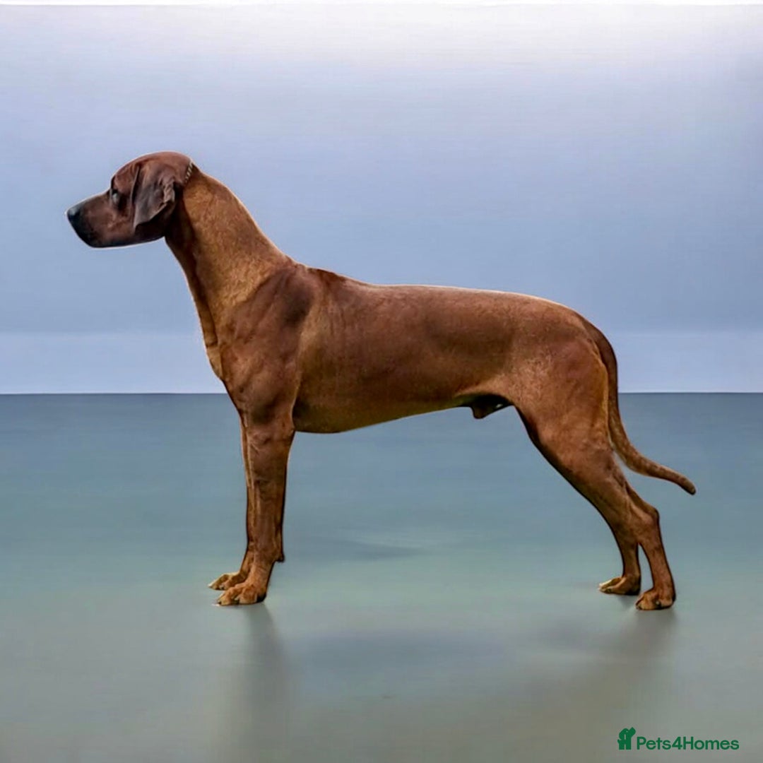 Rhodesian Ridgeback dogs for sale: Outstanding Rhodesian Ridgeback Puppies 🦁 - Image 20