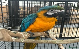 Parrots birds for sale: Hand Reared Baby Blue & Gold Macaws  - Image 2