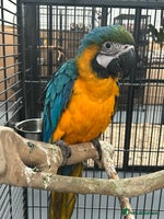 Parrots birds - Advert 4