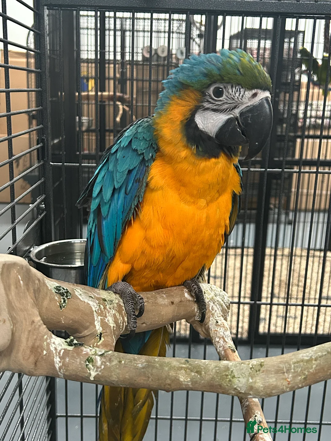 Parrots birds for sale: Hand Reared Baby Blue & Gold Macaws  - Advert 2