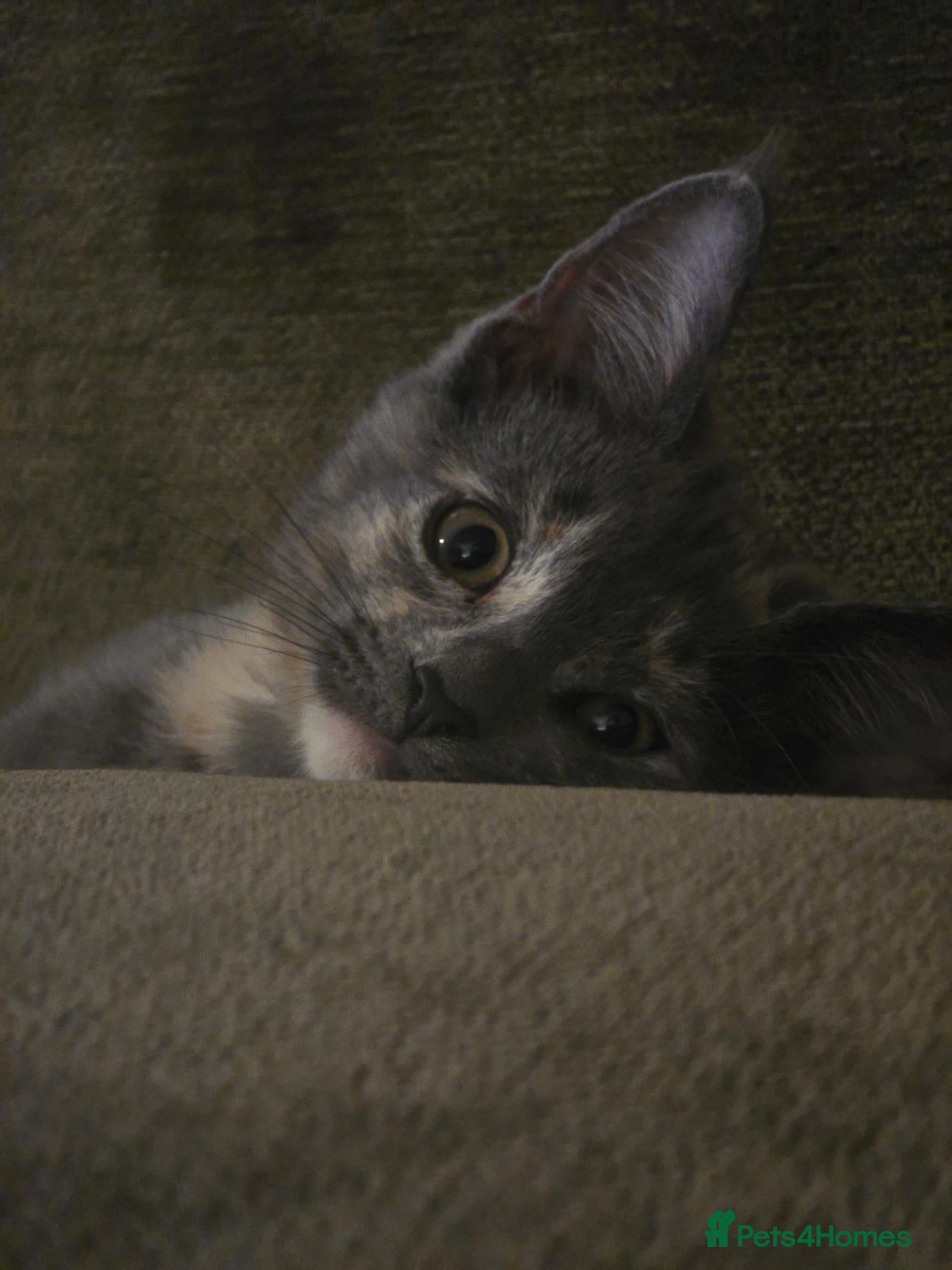 Maine Coon cats for sale: Beautiful mainecoon x kittens!!! - Advert 19