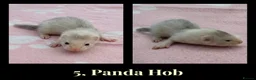 Ferret rodents for sale: 🦦 Adorable Ferret Kits (Pandas, Roans & Sables)🐾 - Advert 6