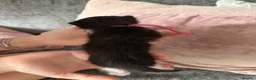 Mixed Breed cats for sale: 1 ginger girl & 3 black & white boy kittens  - Advert 7