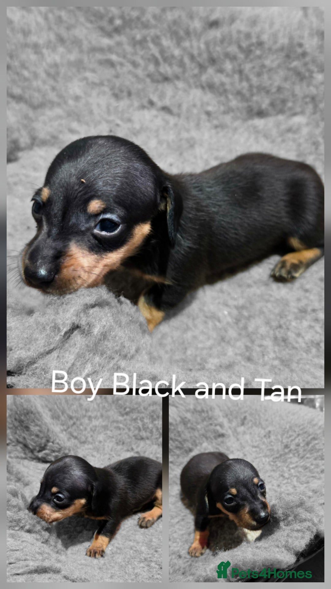 Dachshund dogs for sale: Beautiful Family Raised Daushound Puppies - Advert 5