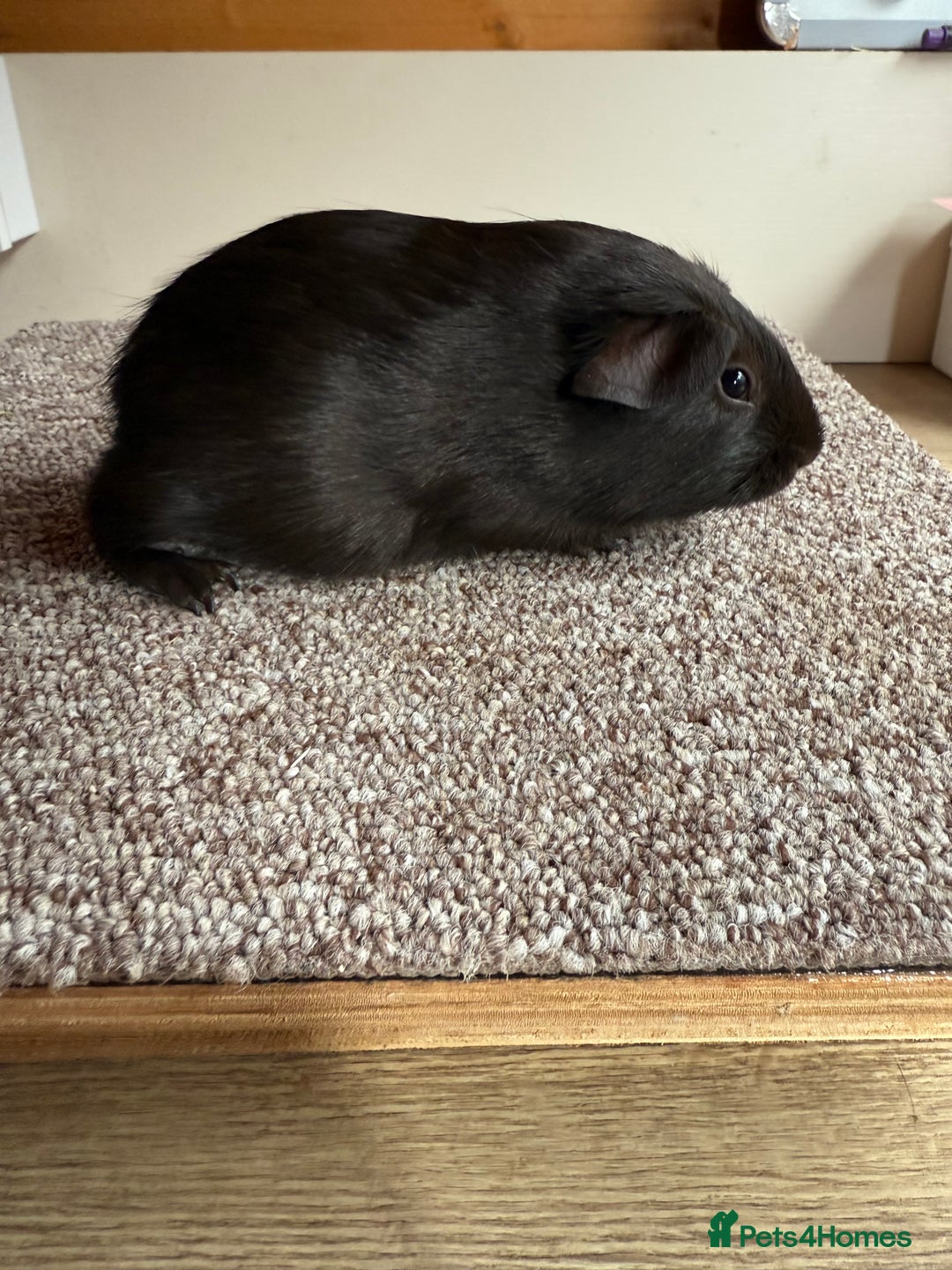 Guinea Pig rodents for sale: Self Chocolate Boars - Advert 10