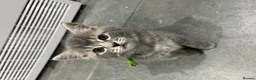 Mixed Breed cats for sale: Beautiful grey Fluffy Kittens! - Advert 14