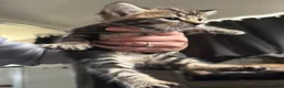 Mixed Breed cats for sale: 2 female 1 male, tabby cross  - Advert 6