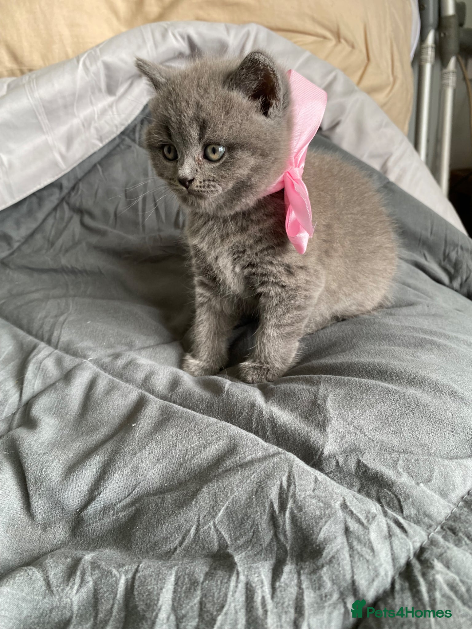 British Shorthair cats Pure British shorthair kittens Genetically tested - Advert 3