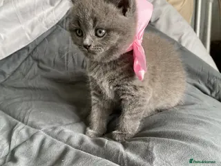 British Shorthair cats Pure British shorthair kittens Genetically tested - Advert 3
