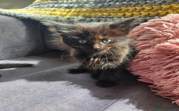 Mixed Breed cats for sale: Mixed breed kittens - Image 15