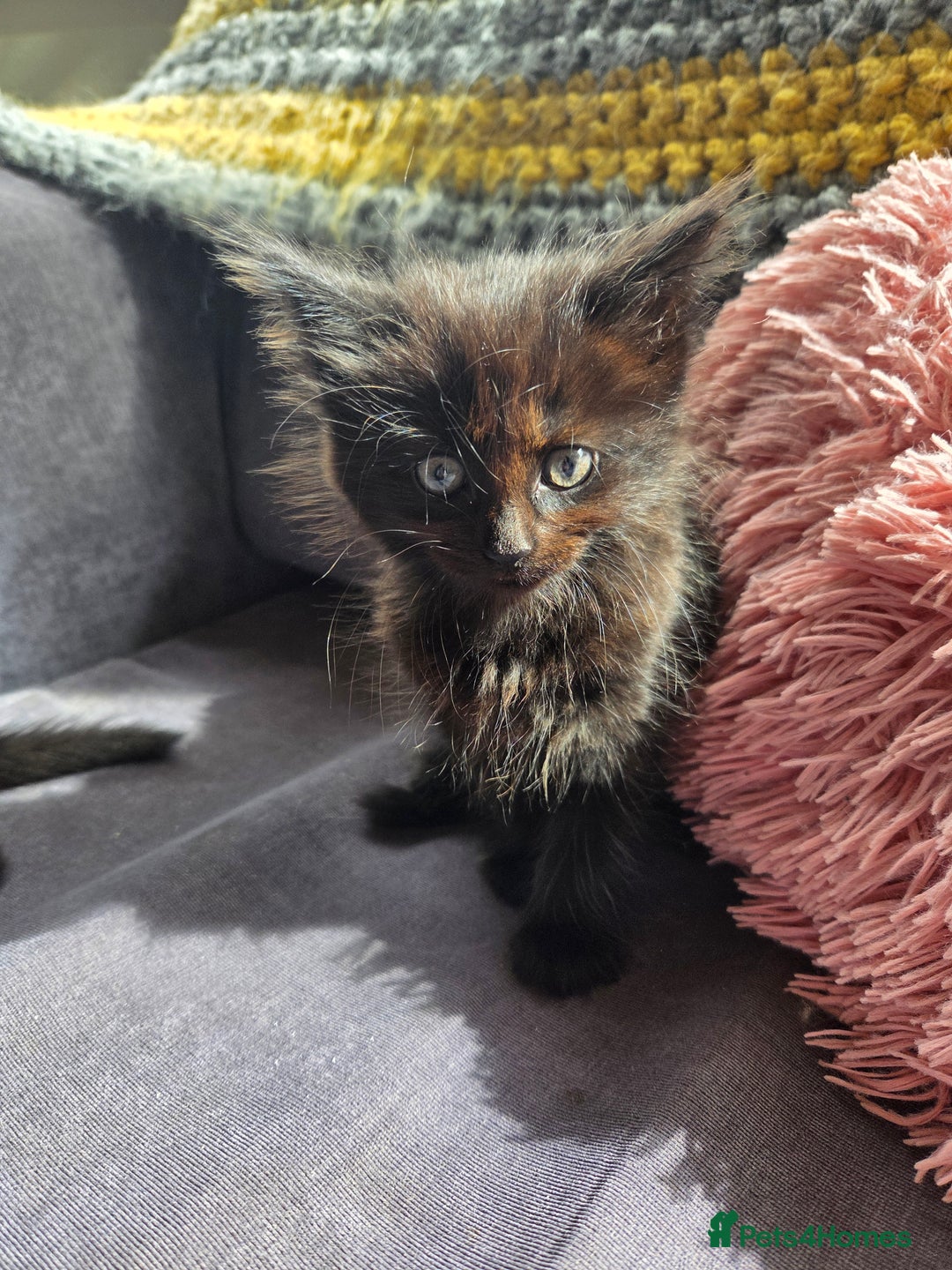 Mixed Breed cats for sale: Mixed breed kittens - Image 15