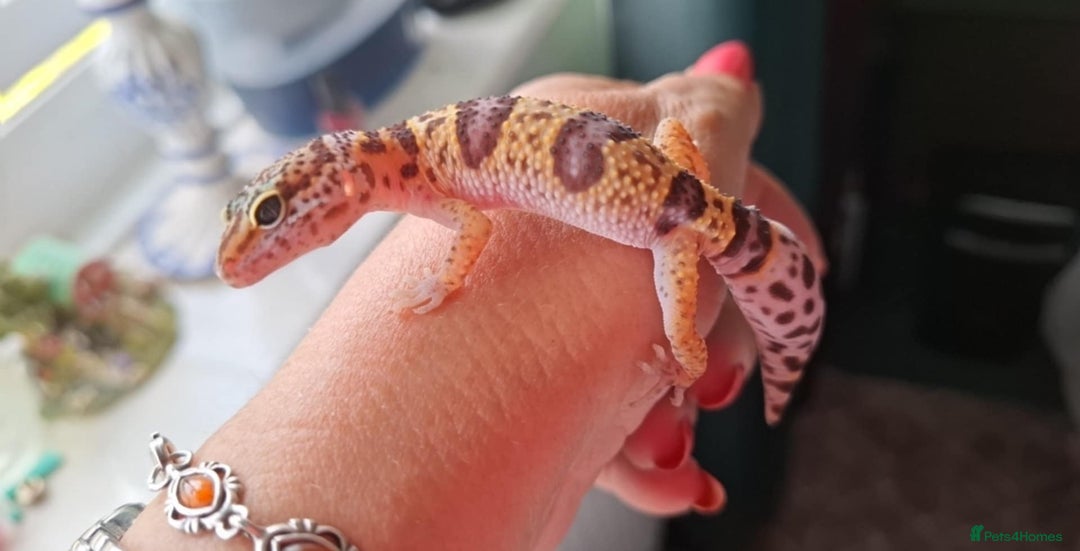 Gecko reptiles for sale: Leopard gecko babies - Image 4
