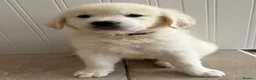 Golden Retriever dogs for sale: Lovely, confident playful puppies - Advert 32
