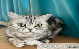 British Shorthair cats for sale: BSH.Silver Classic Tabby.ACTIVE. - Image 11