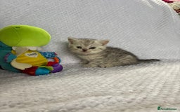 British Shorthair cats for sale: Gorgeous British shorthairs - Image 33