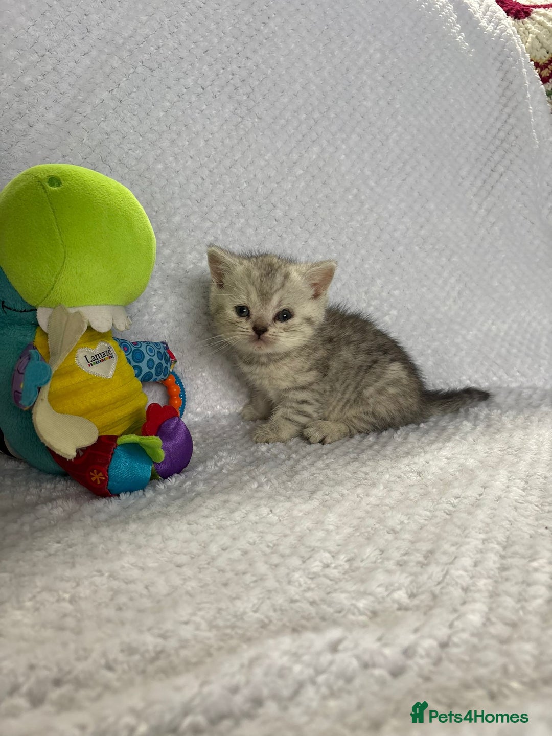 British Shorthair cats for sale: Gorgeous British shorthairs - Image 33